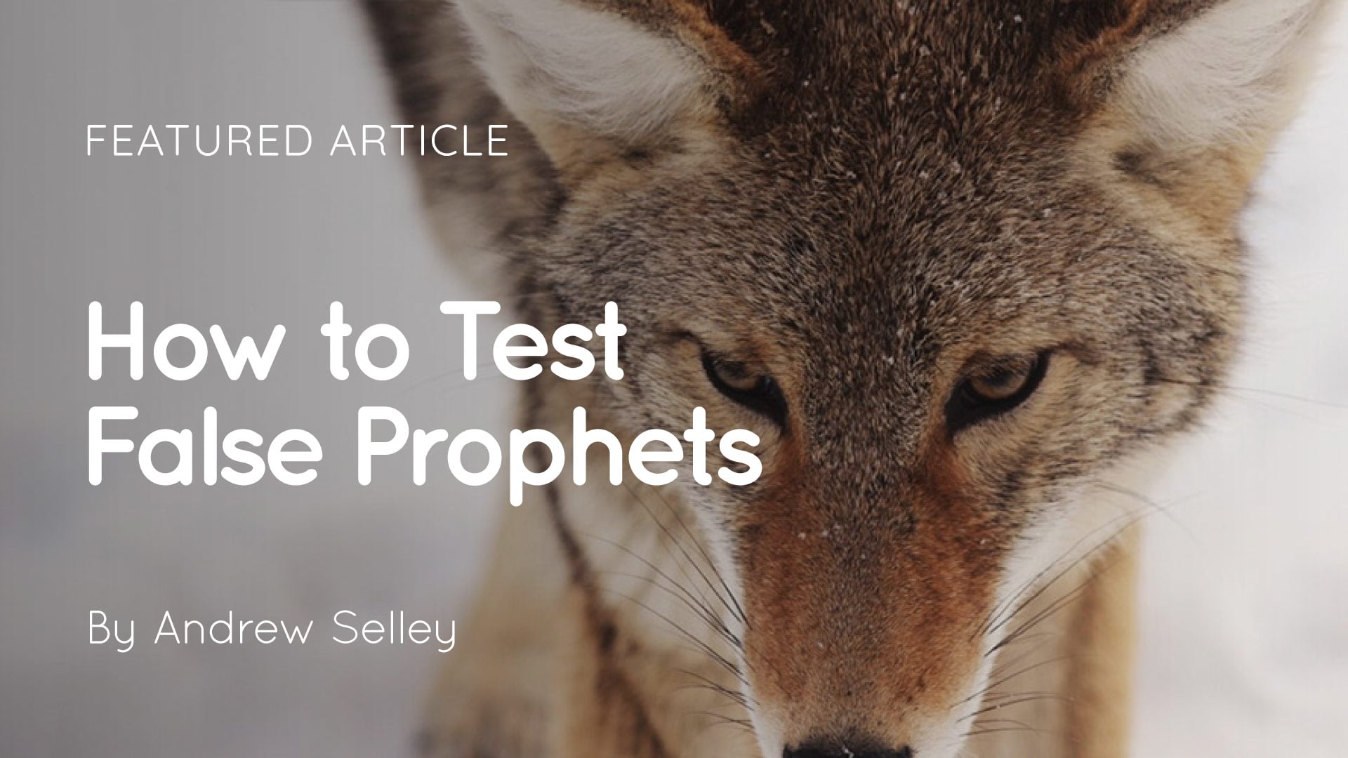 Close-up of a wild canid's face with overlay text 'FEATURED ARTICLE How to Test False Prophets By Andrew Selley'