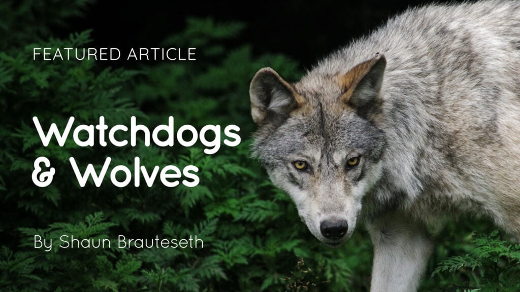 Grey wolf standing among dense green foliage with overlaid text reading 'Featured Article Watchdogs & Wolves'