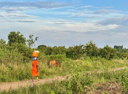 Person in orange dress carrying a container on their head walking on a dirt path beside grazing cattle in a grassy rural