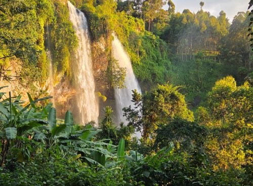 Two waterfalls cascading down a forested cliff with dense green vegetation in the foreground and trees on the ridge